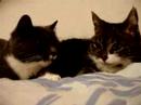 cats